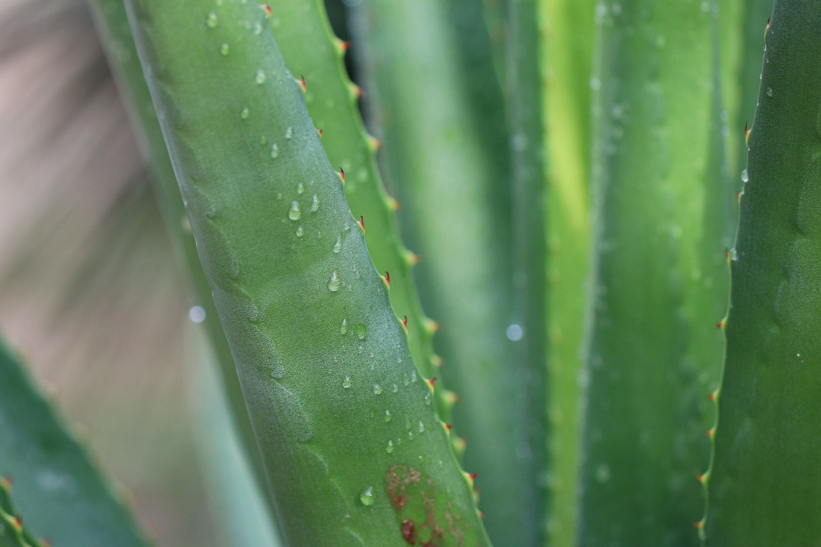 Gotas de agua sobre hojas de aloe vera