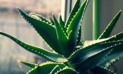 Hojas de aloe vera bañadas por la luz