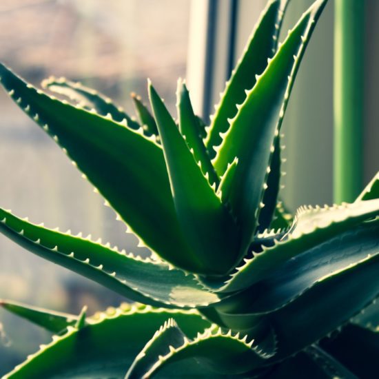 Hojas de aloe vera bañadas por la luz