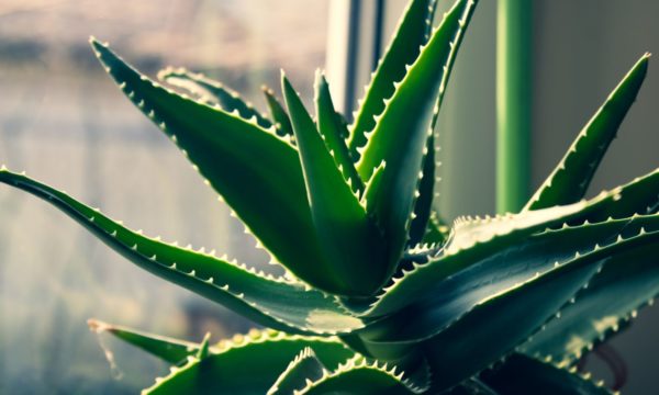 Hojas de aloe vera bañadas por la luz