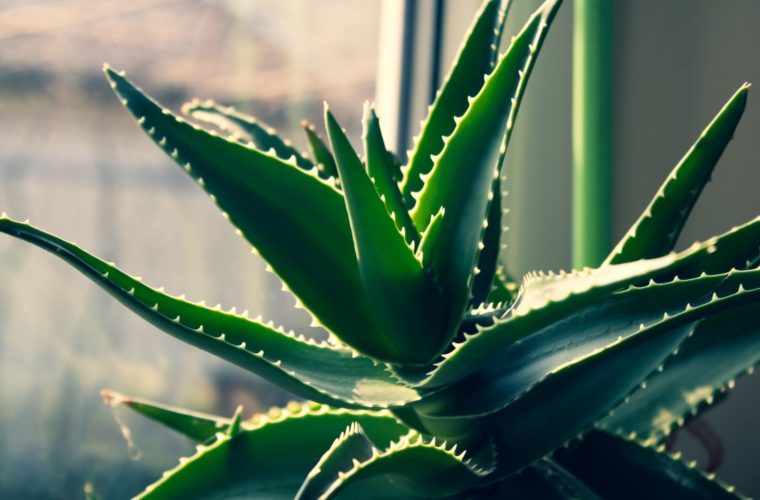 Hojas de aloe vera bañadas por la luz