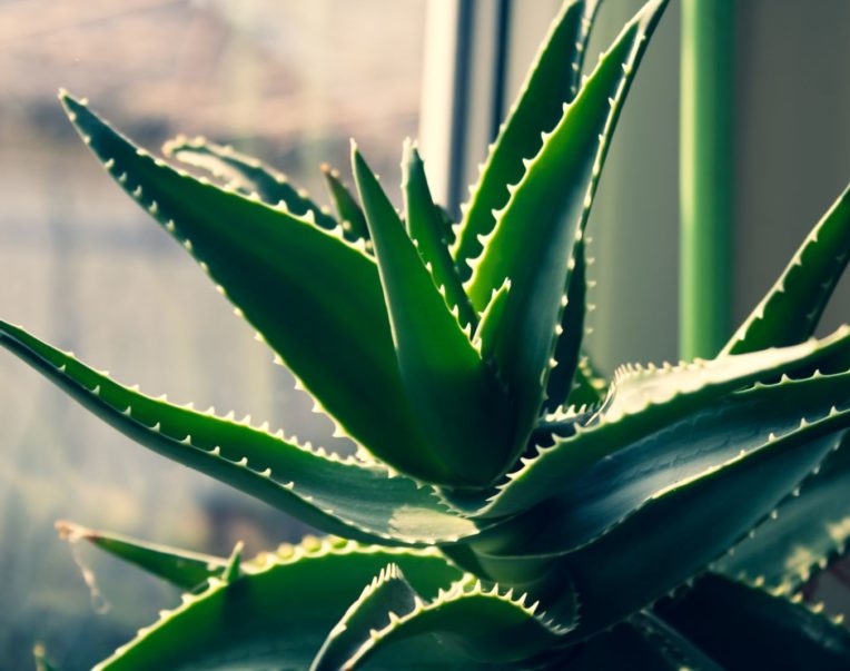 Hojas de aloe vera bañadas por la luz